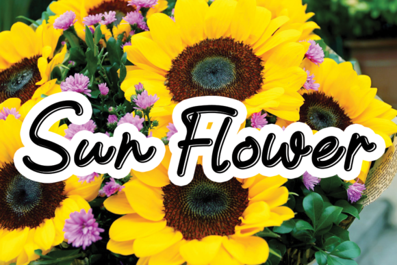 Exploring Sun Flower: A Vibrant Script Amp Font